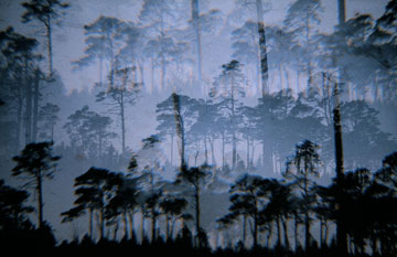Landscape - slide used in lightshow
